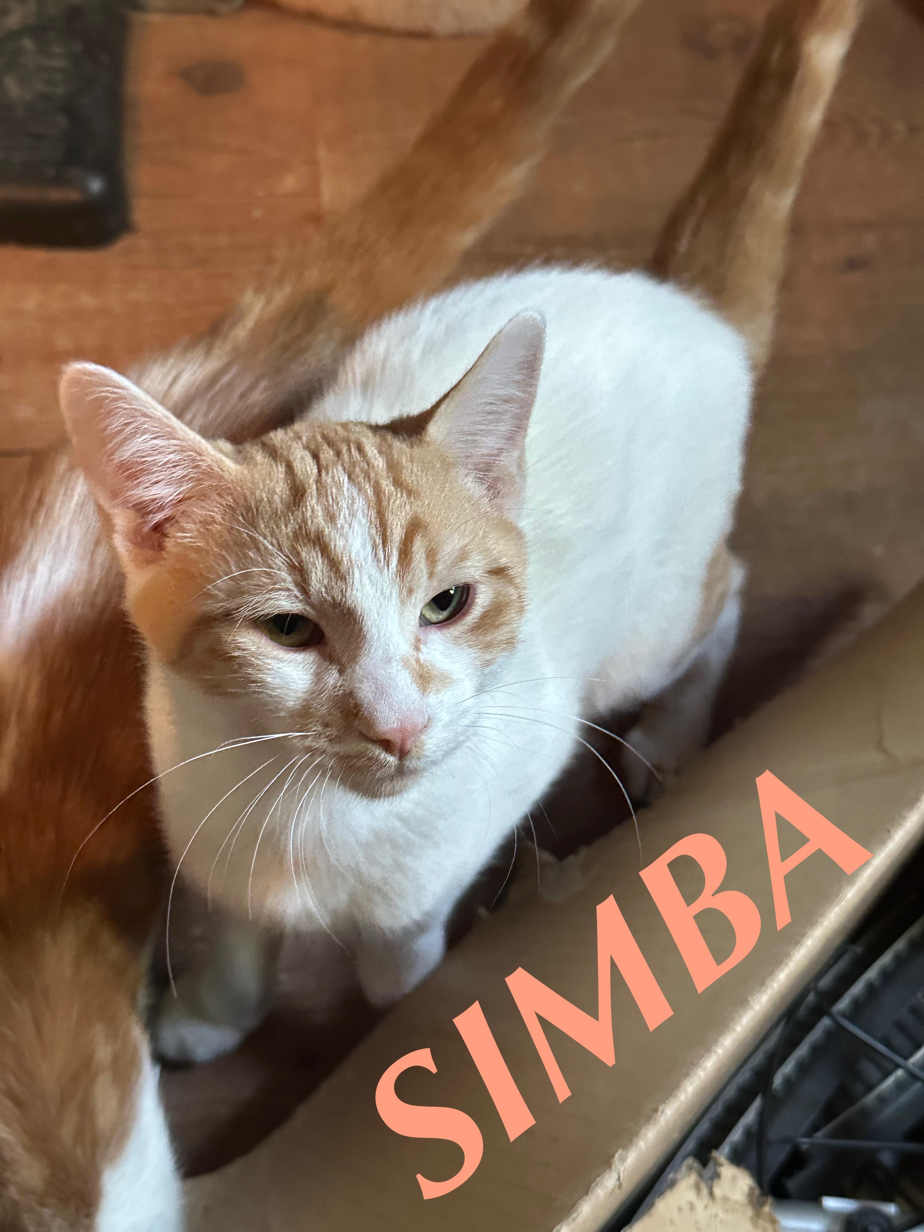 Simba, an adoptable Tabby in Winnipeg, MB, R2C 3A4 | Photo Image 1