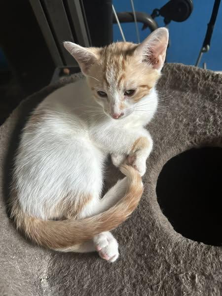 Simba, an adoptable Tabby in Winnipeg, MB, R2C 3A4 | Photo Image 2