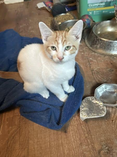 Simba, an adoptable Tabby in Winnipeg, MB, R2C 3A4 | Photo Image 1