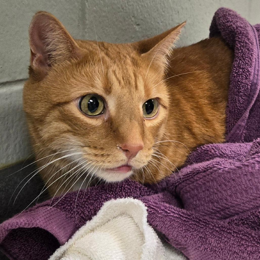 Teddy, Adoptable, Senior Male Domestic Short Hair.