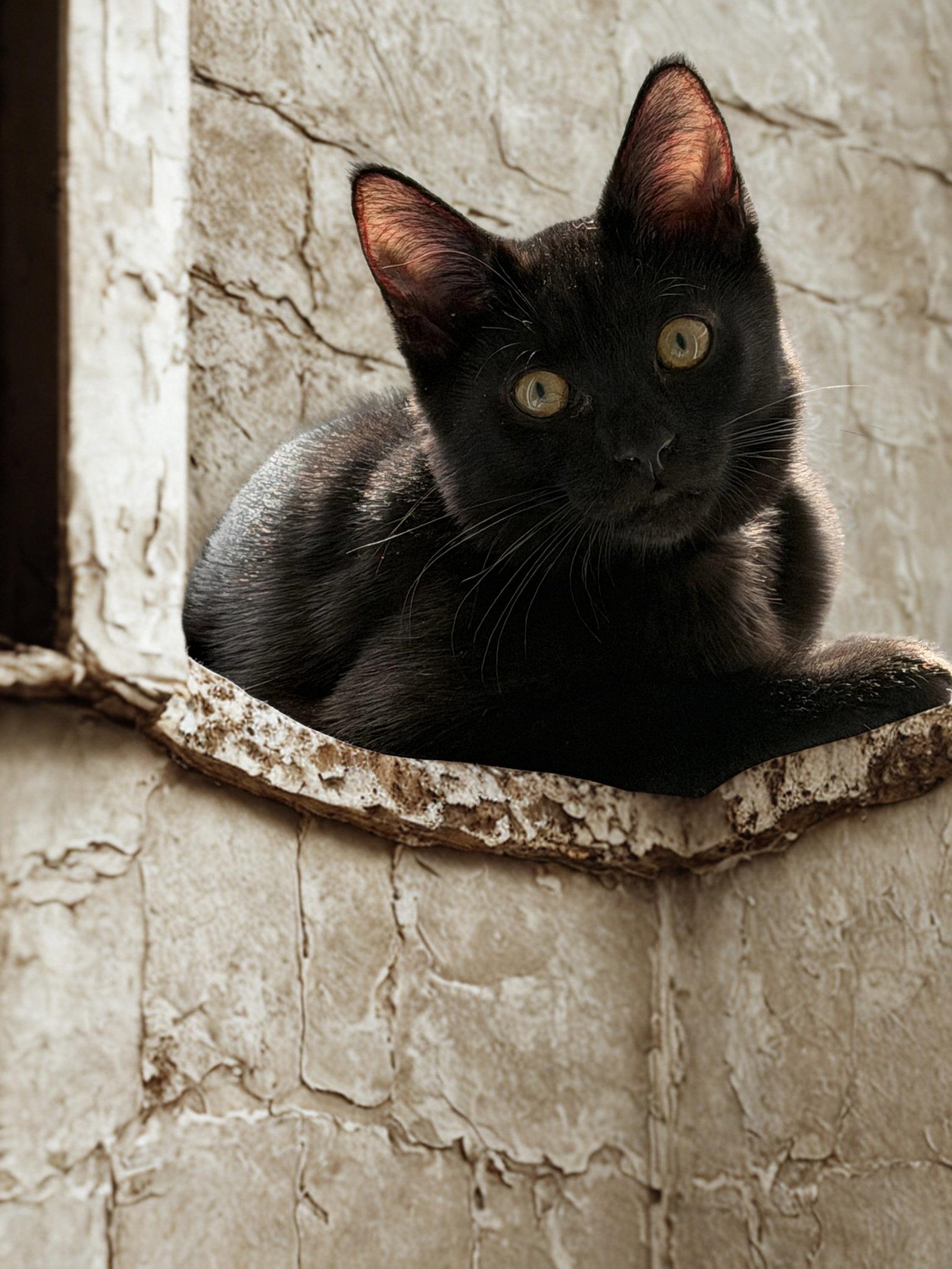 Leila, Adoptable, Young Female Domestic Short Hair.