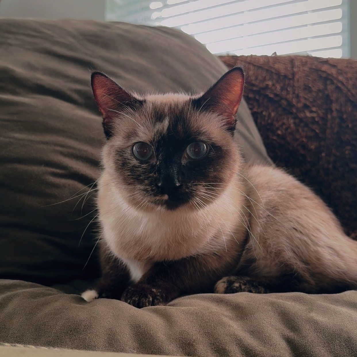Wasabi, adopted, Adult Female Siamese.