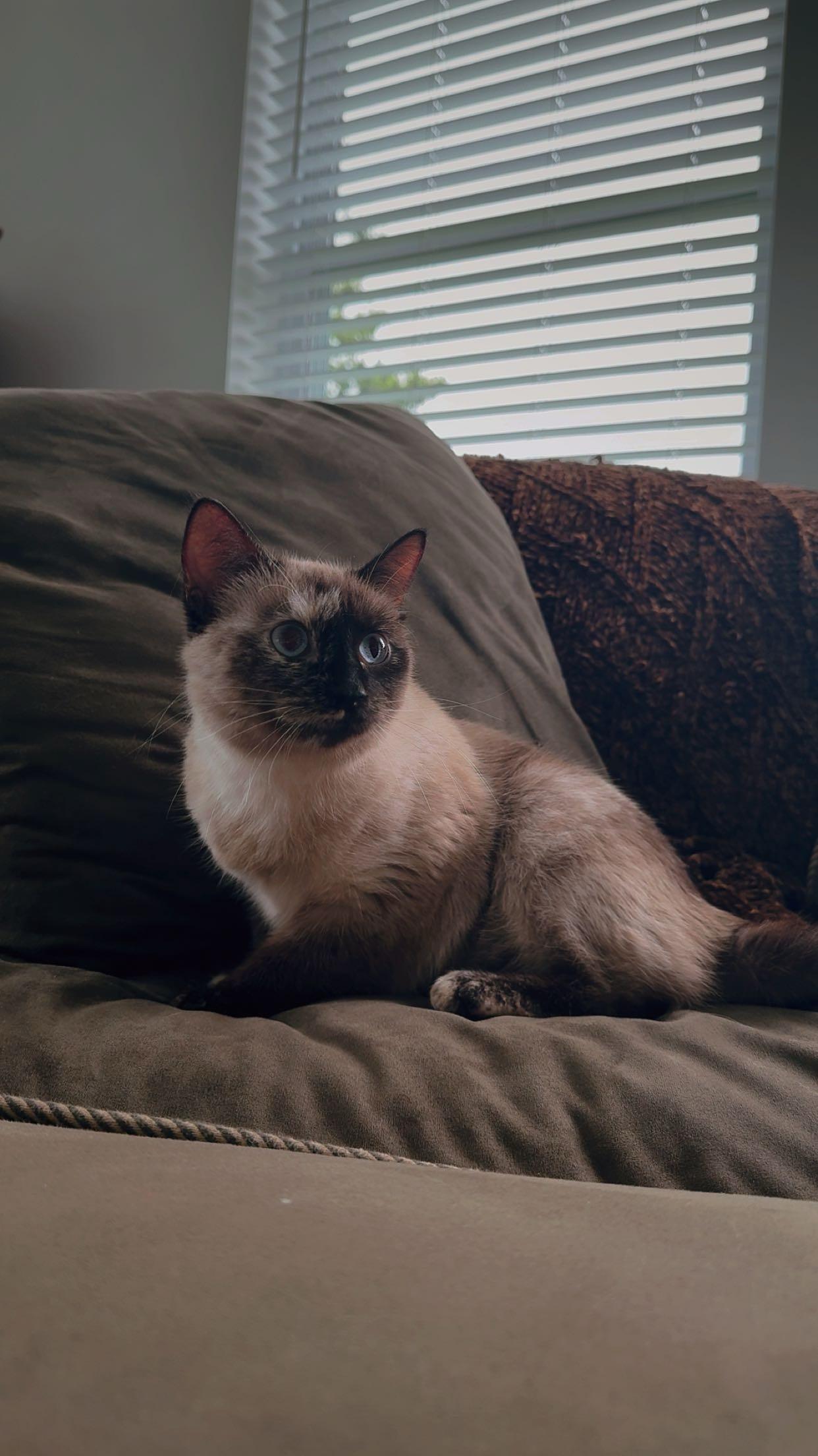 Enlarge Wasabi, an adopted Siamese in Columbia, MO image 2/2