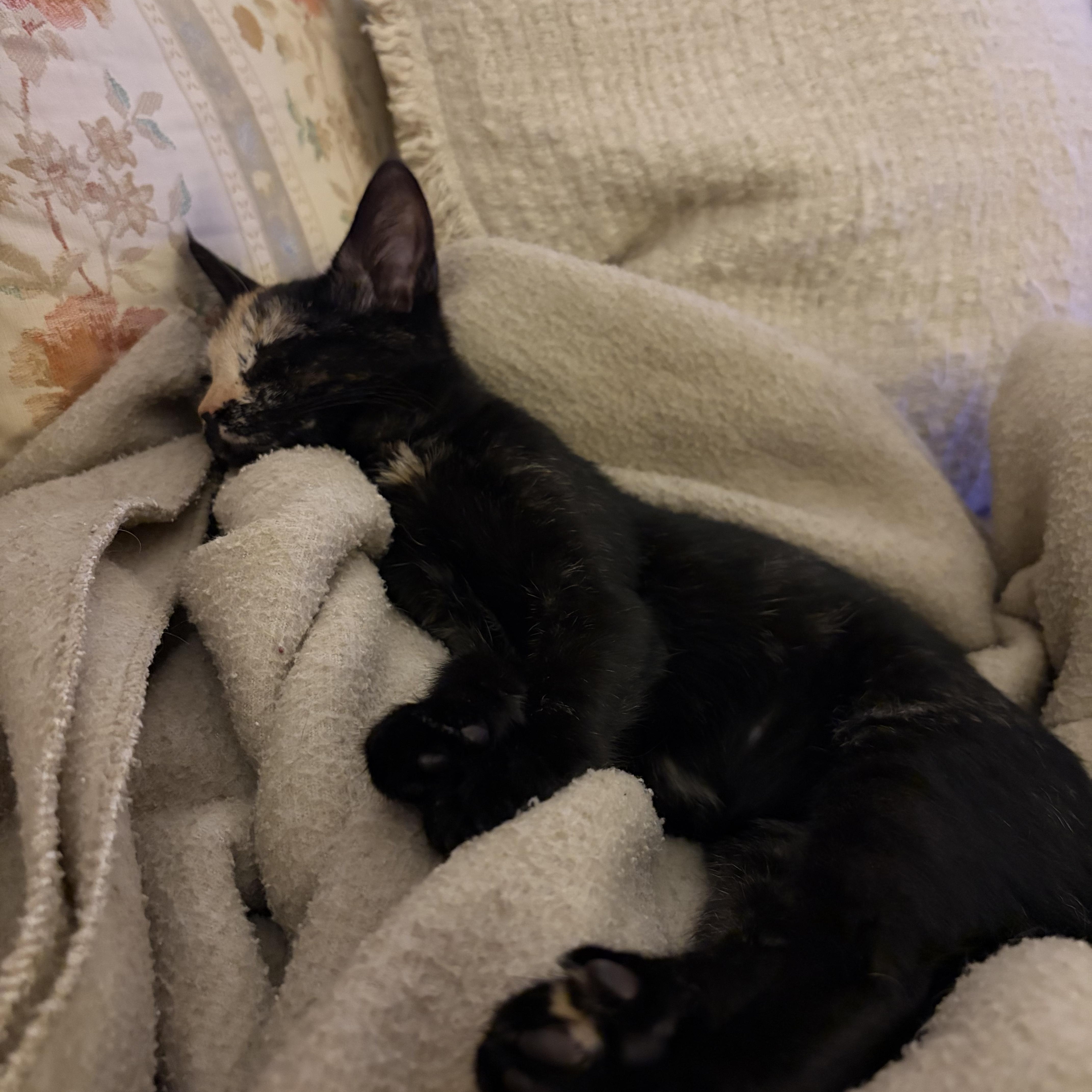 Enlarge Pixie, a Adopted Domestic Short Hair in Syracuse, NY image 2/3