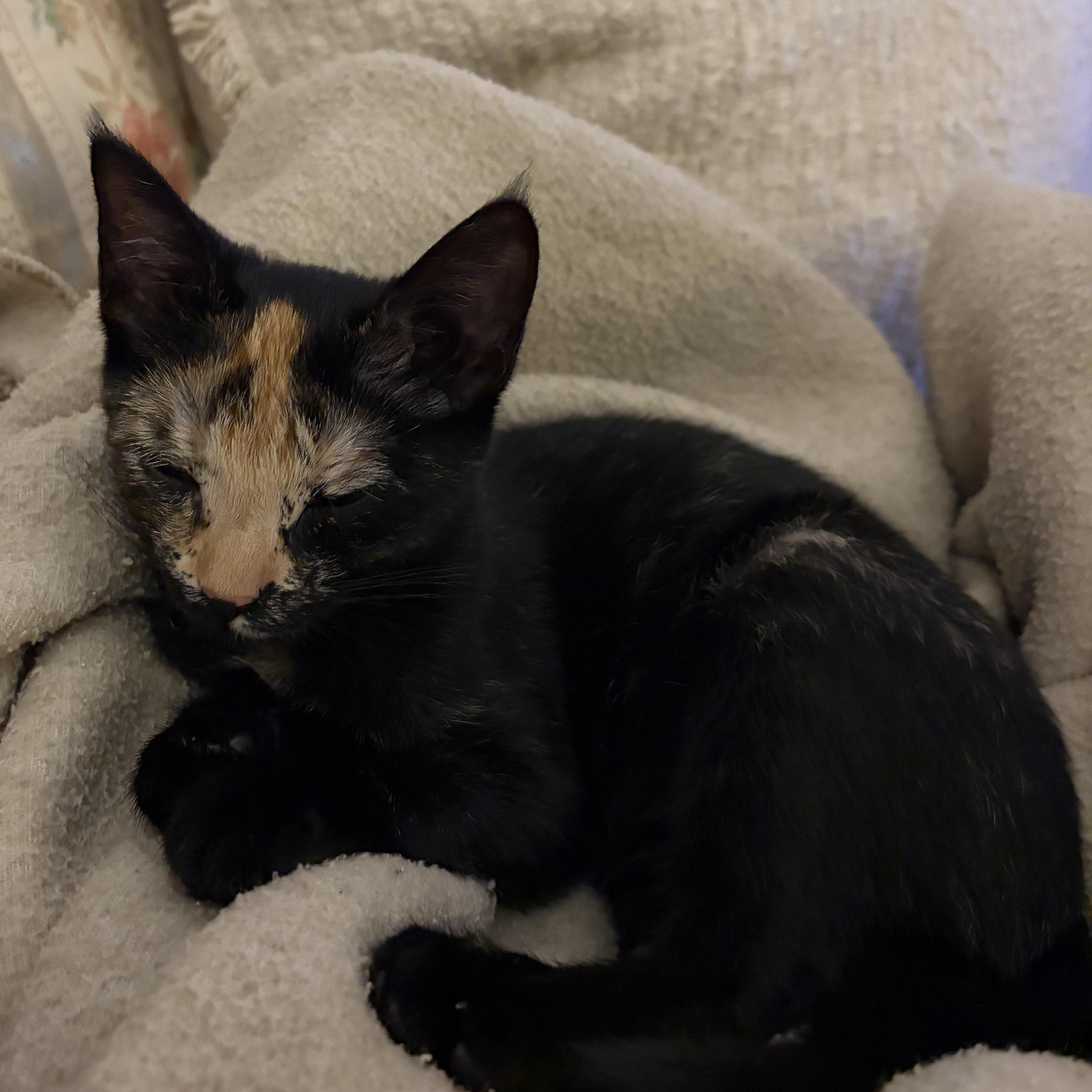 Pixie, Adopted, Kitten Female Domestic Short Hair.