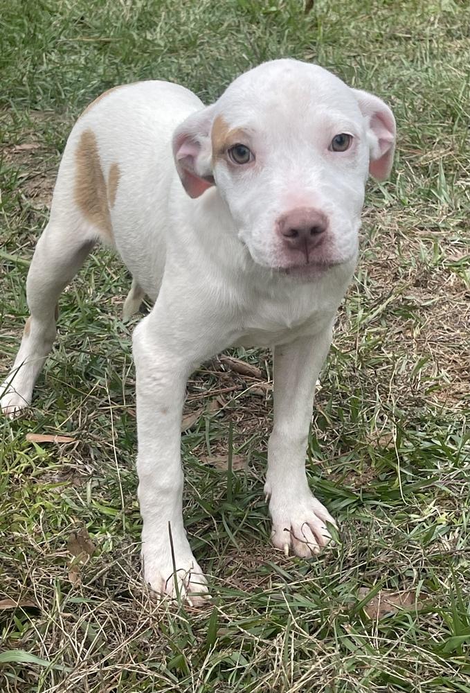 Enlarge Tessie, a Adoptable American Bulldog in Troy, AL image 1/1
