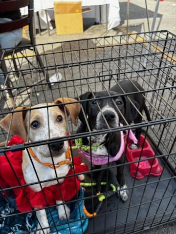 Enlarge Chocolate, a Adoptable mixed breed in rowland heights, CA image 3/5