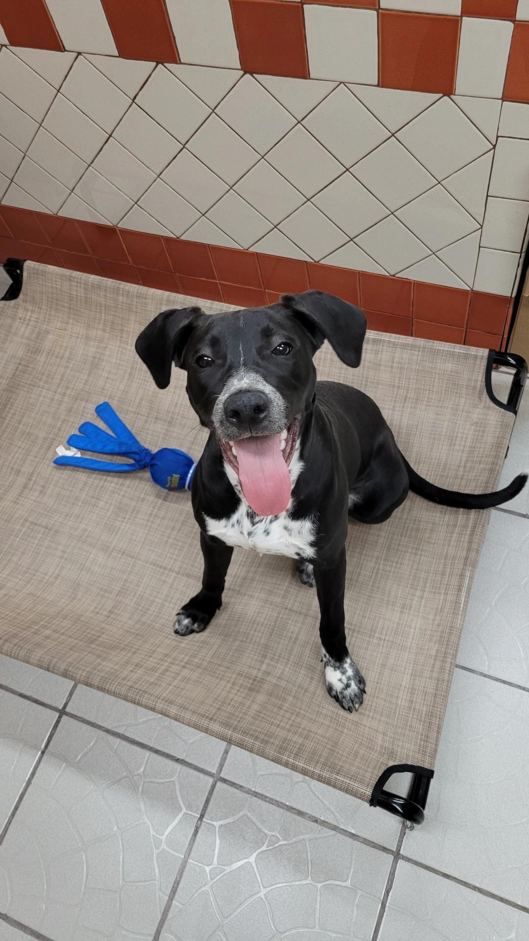 Chocolate, Adoptable, Young Female Hound.