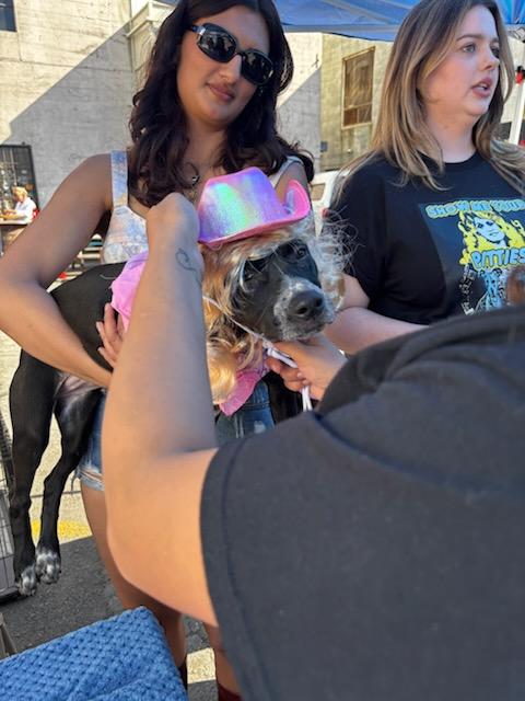 Enlarge Chocolate, a Adoptable mixed breed in rowland heights, CA image 2/5