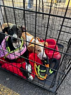 Enlarge Chocolate, a Adoptable mixed breed in rowland heights, CA image 4/5