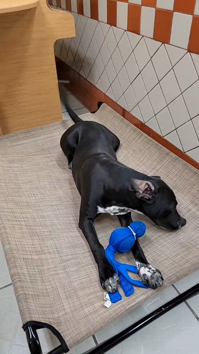 Enlarge Chocolate, a Adoptable mixed breed in rowland heights, CA video 5/5