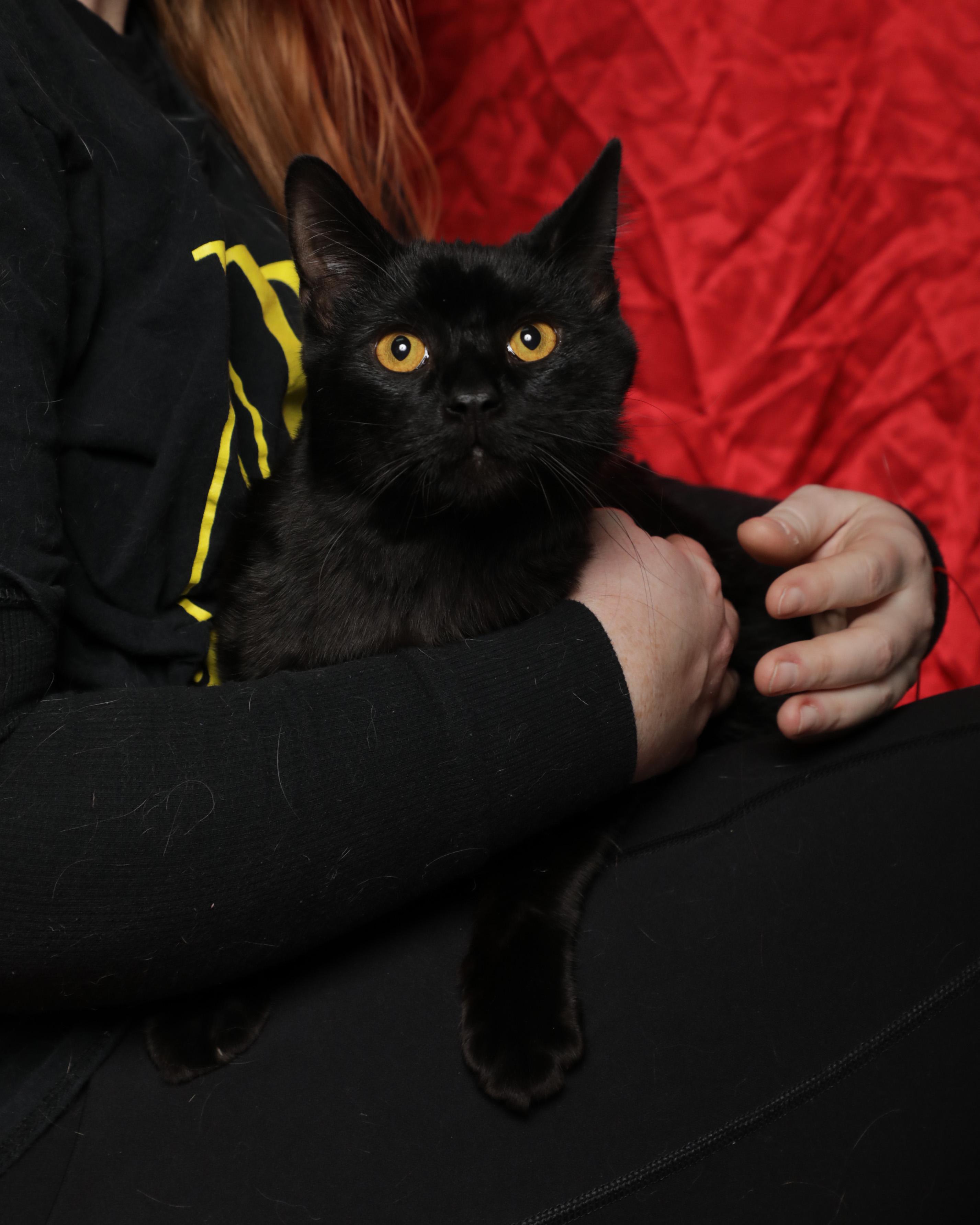 Enlarge Crush, an adoption pending Domestic Medium Hair in Rock Falls, IL image 2/2