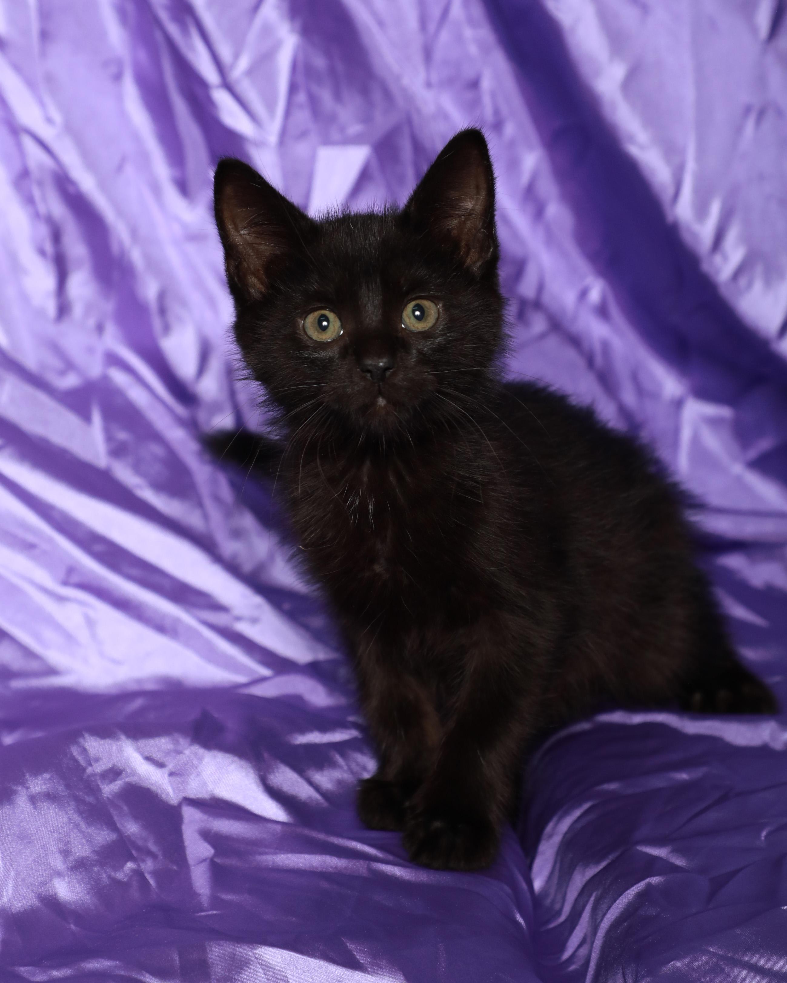 Crush, a Adoptable Domestic Medium Hair in Rock Falls, IL image 1/3