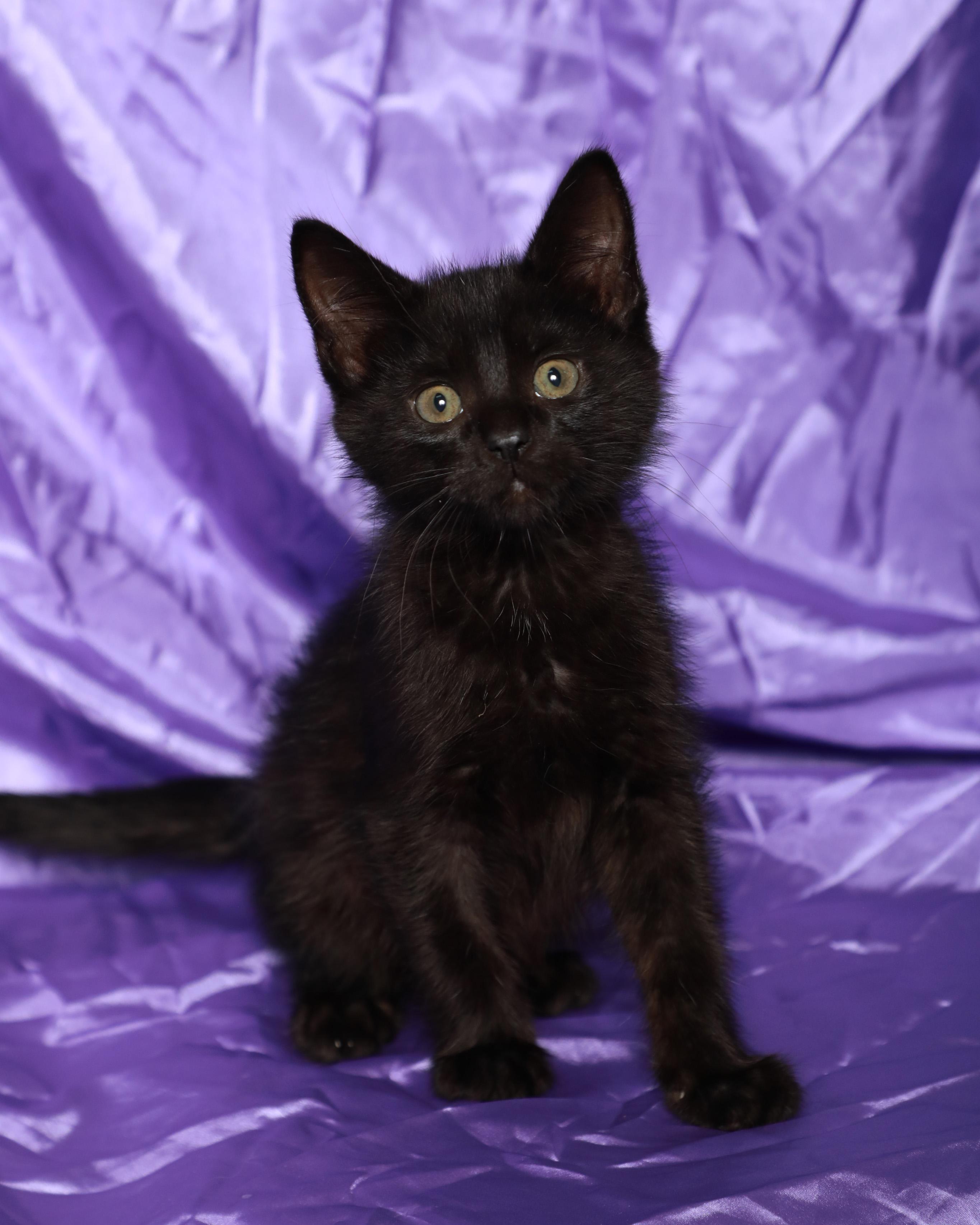 Crush, a Adoptable Domestic Medium Hair in Rock Falls, IL image 2/3