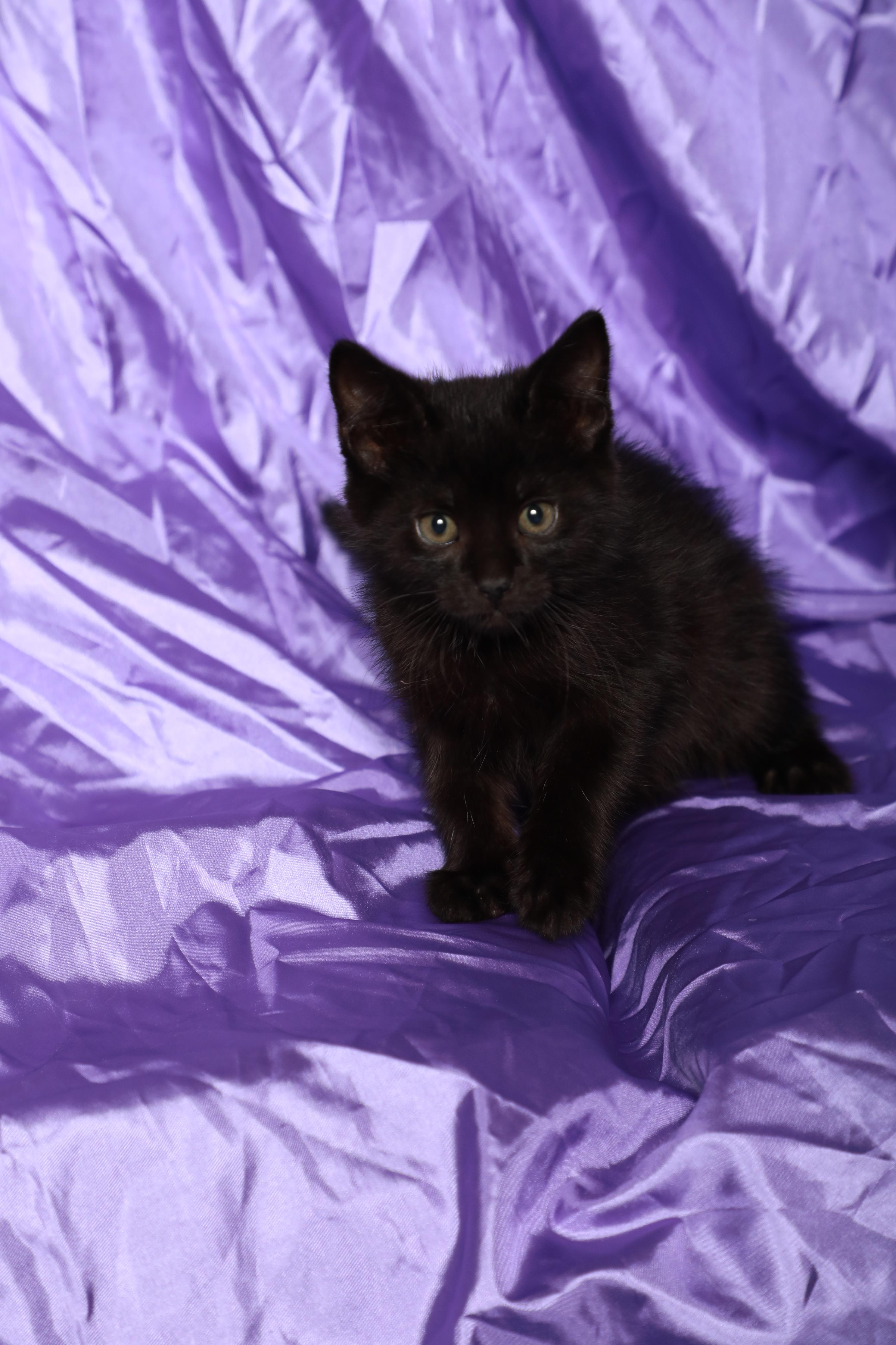 Crush, a Adoptable Domestic Medium Hair in Rock Falls, IL image 3/3