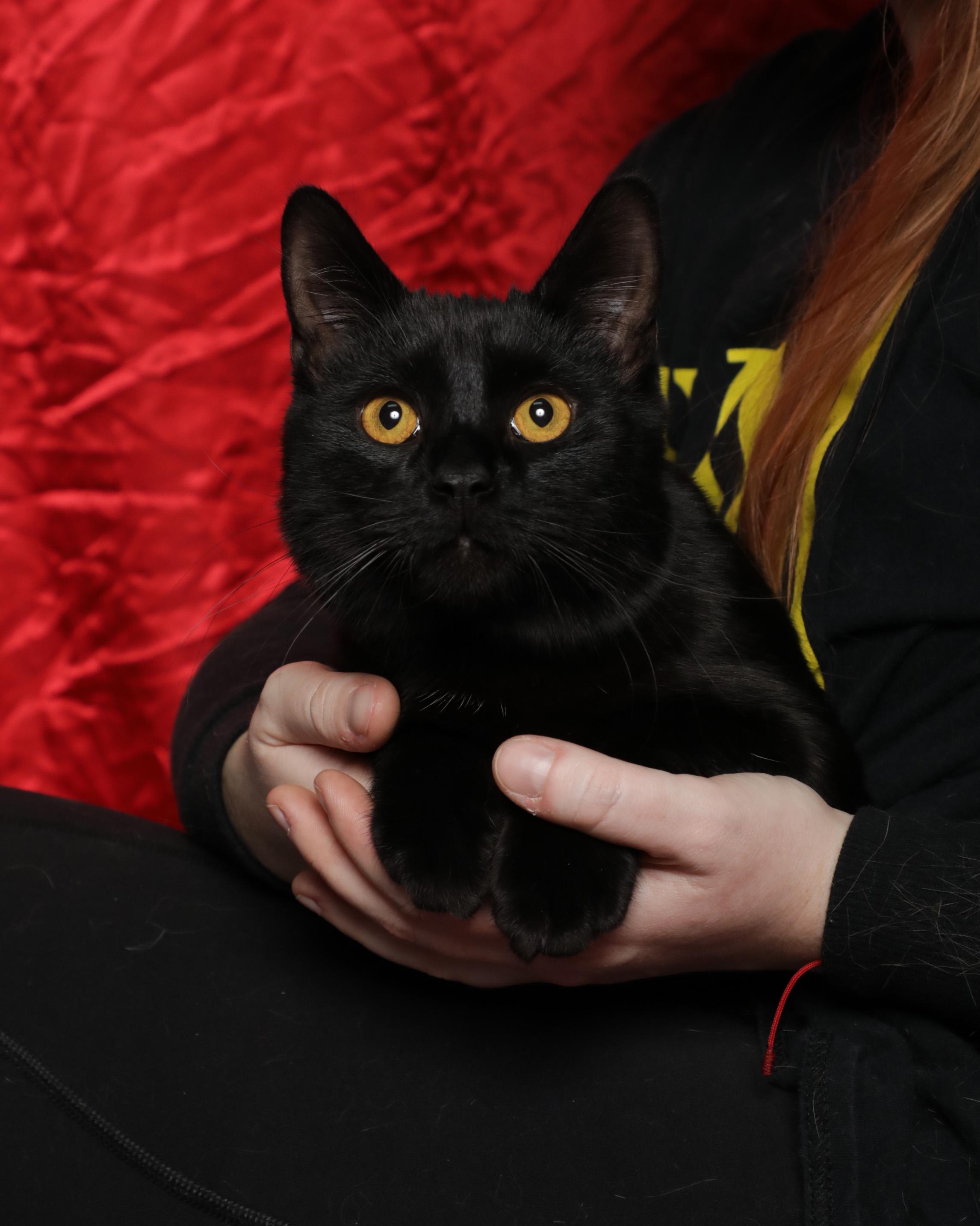 Crush, Adoptable, Kitten Male Domestic Medium Hair.