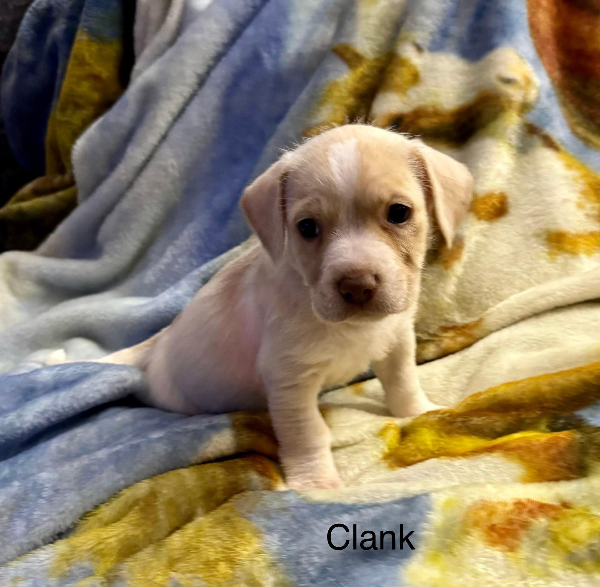 Enlarge Clank, a ADOPTABLE mixed breed in Baker, LA image 2/3