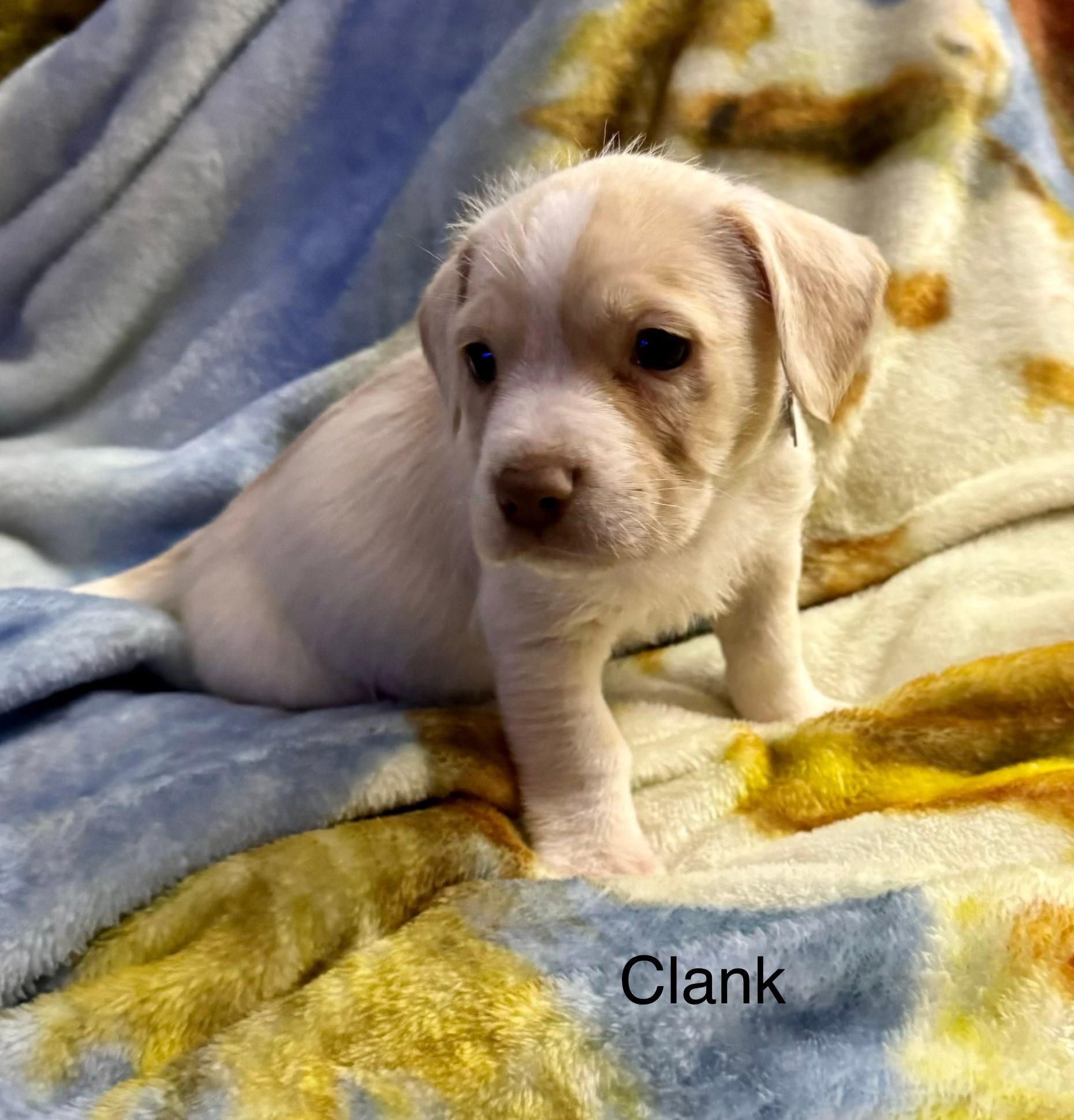 Enlarge Clank, a ADOPTABLE mixed breed in Baker, LA image 1/3