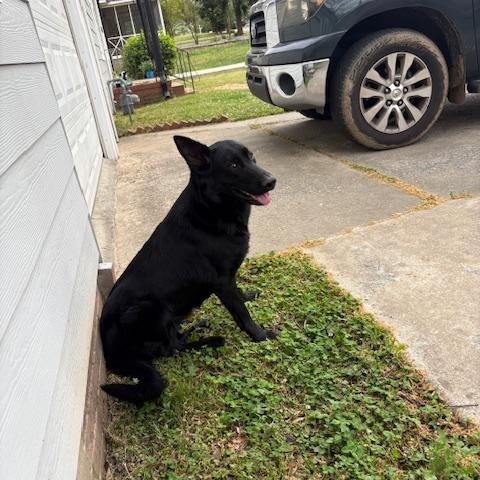 Lola, adopted, Young Female German Shepherd Dog.