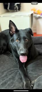 Enlarge Lola, an adopted German Shepherd Dog in Roswell, GA image 3/4