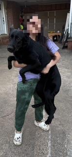 Enlarge Lola, an adopted German Shepherd Dog in Roswell, GA image 4/4