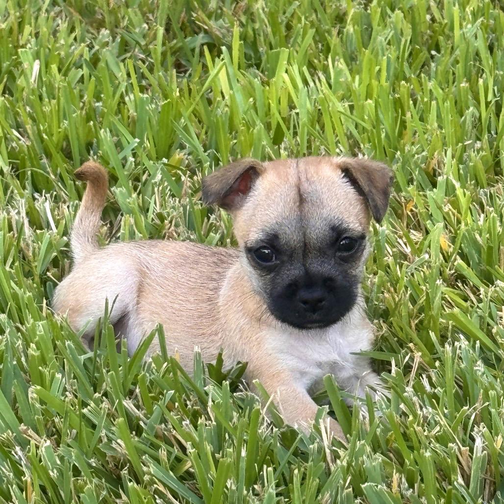 Enlarge Billy Jean, a Adoptable mixed breed in Austin, TX image 5/6
