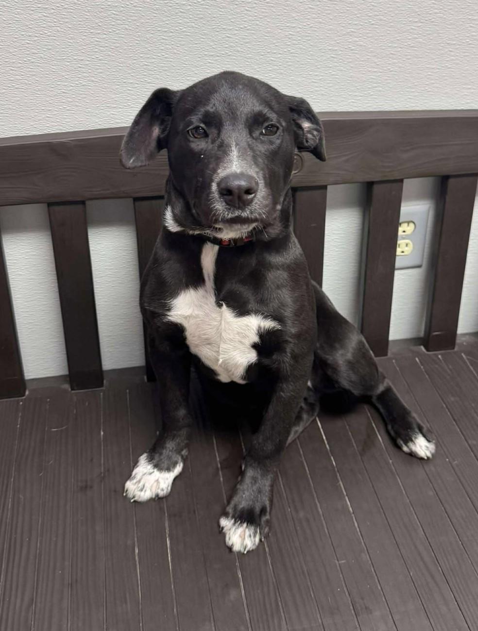 Slugger, Adoptable, Puppy Male Labrador Retriever.