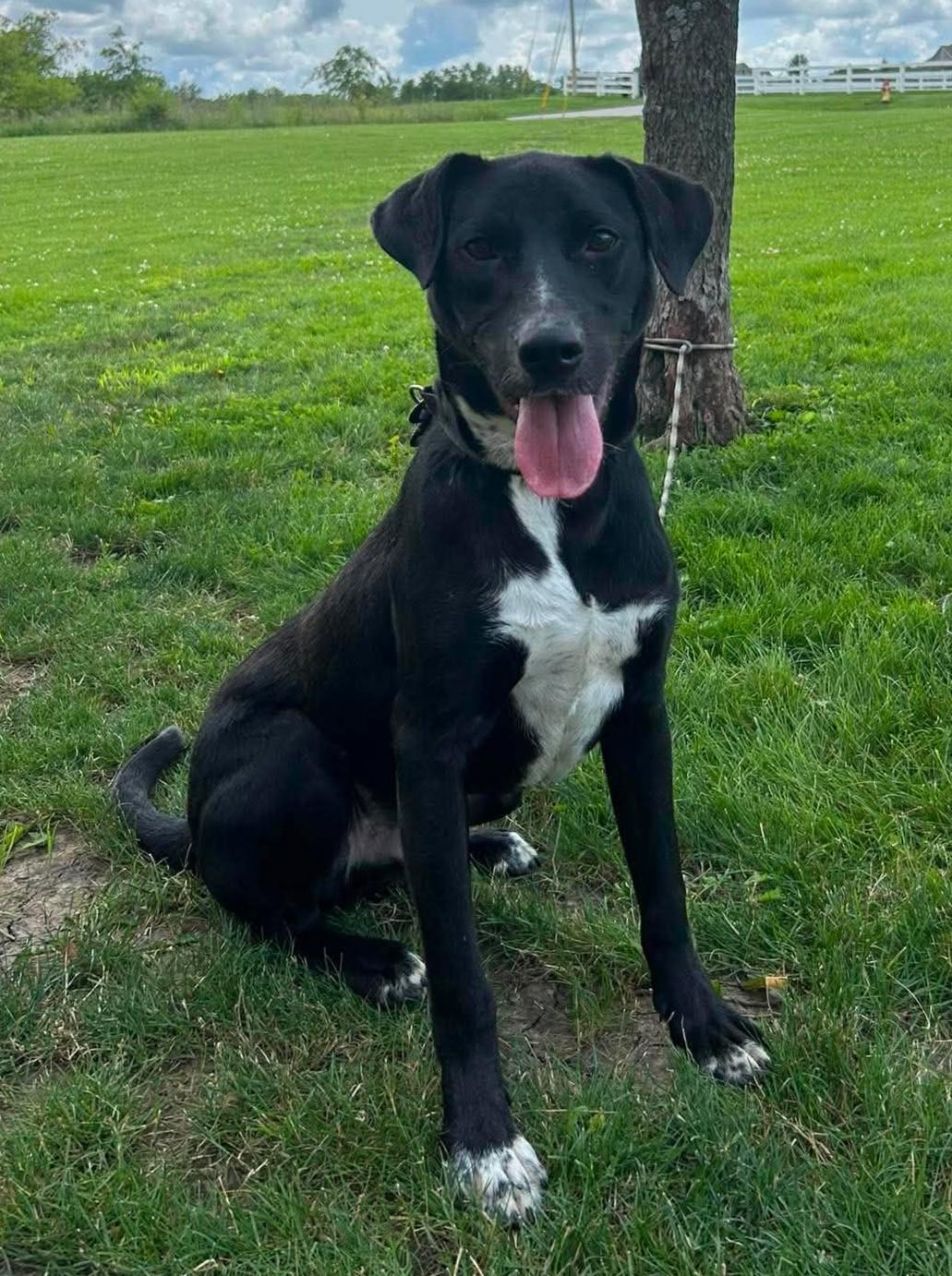 Slugger, a Adoptable mixed breed in Maryville, MO image 2/5