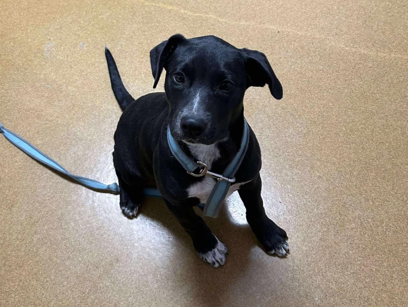 Enlarge Slugger, a Adoptable mixed breed in Maryville, MO image 2/4