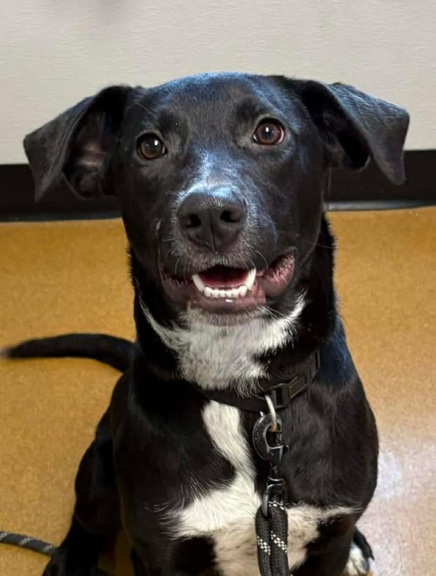 Slugger, Adoptable, Young Male Labrador Retriever.