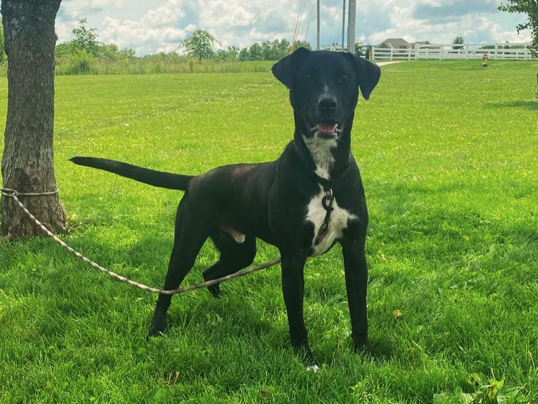 Slugger, a Adoptable mixed breed in Maryville, MO image 3/5
