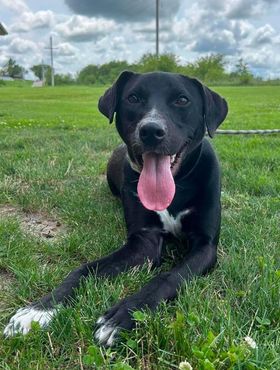 Slugger, a Adoptable mixed breed in Maryville, MO image 4/5