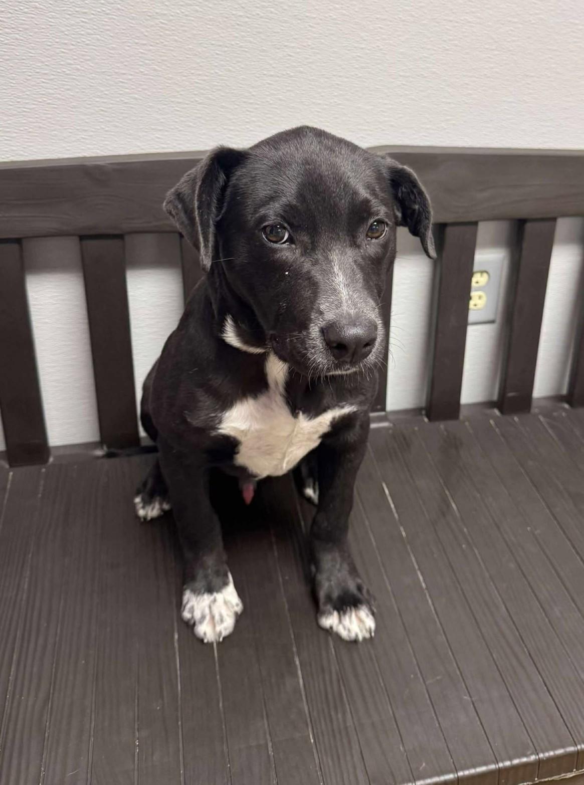 Enlarge Slugger, a Adoptable mixed breed in Maryville, MO image 3/4