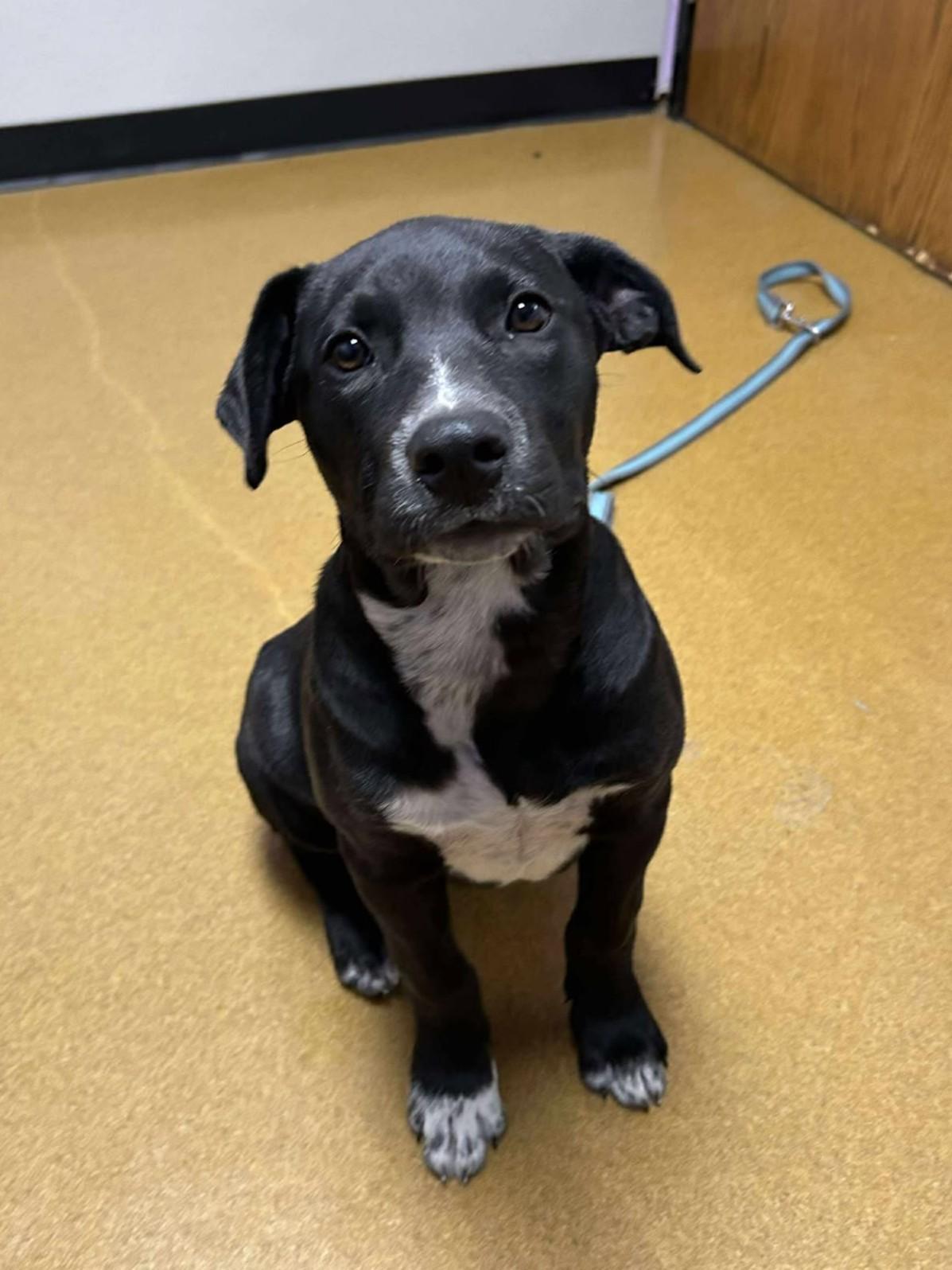 Enlarge Slugger, a Adoptable mixed breed in Maryville, MO image 4/4