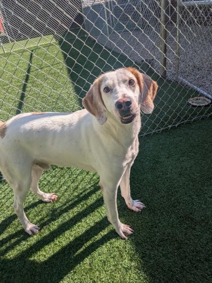 Banjo, Adoptable, Adult Male Mixed Breed & Mixed Breed.