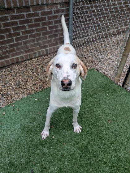 Enlarge Banjo, a Adoptable mixed breed in Louisburg, NC image 1/1