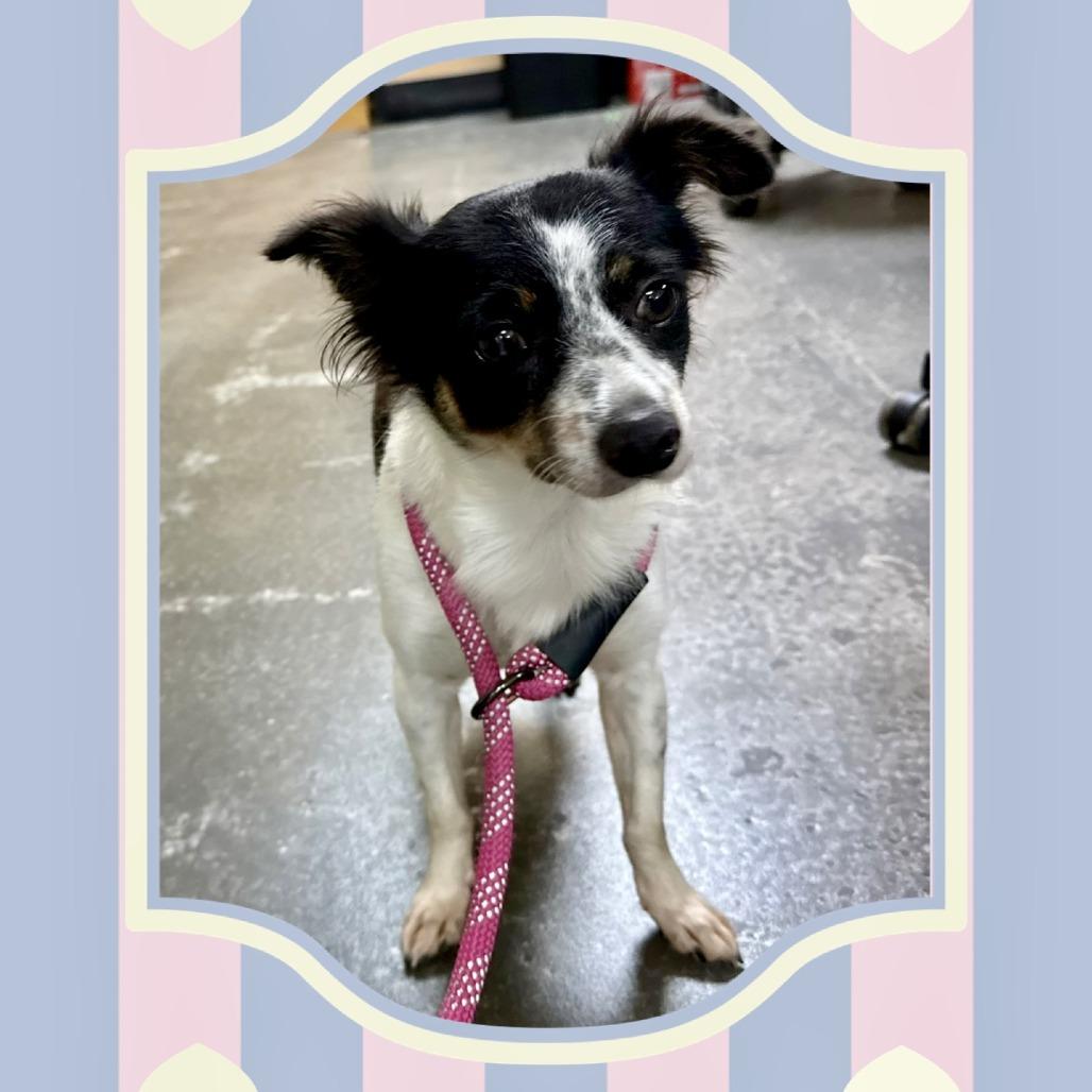 Enlarge Ava Jane 09-2315, a Adoptable mixed breed in Tyrone, GA image 1/1