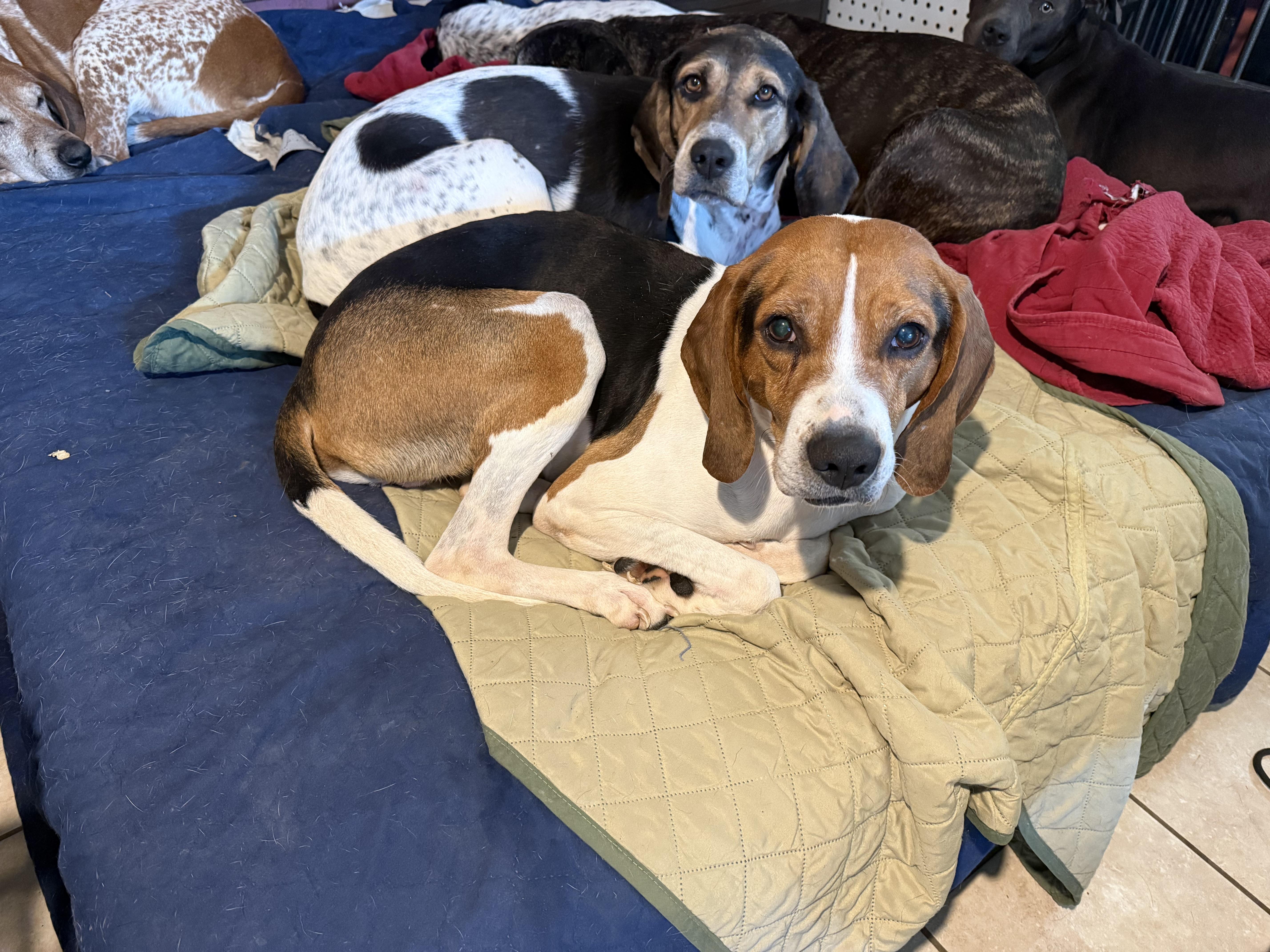 Barney — thumbnail 2