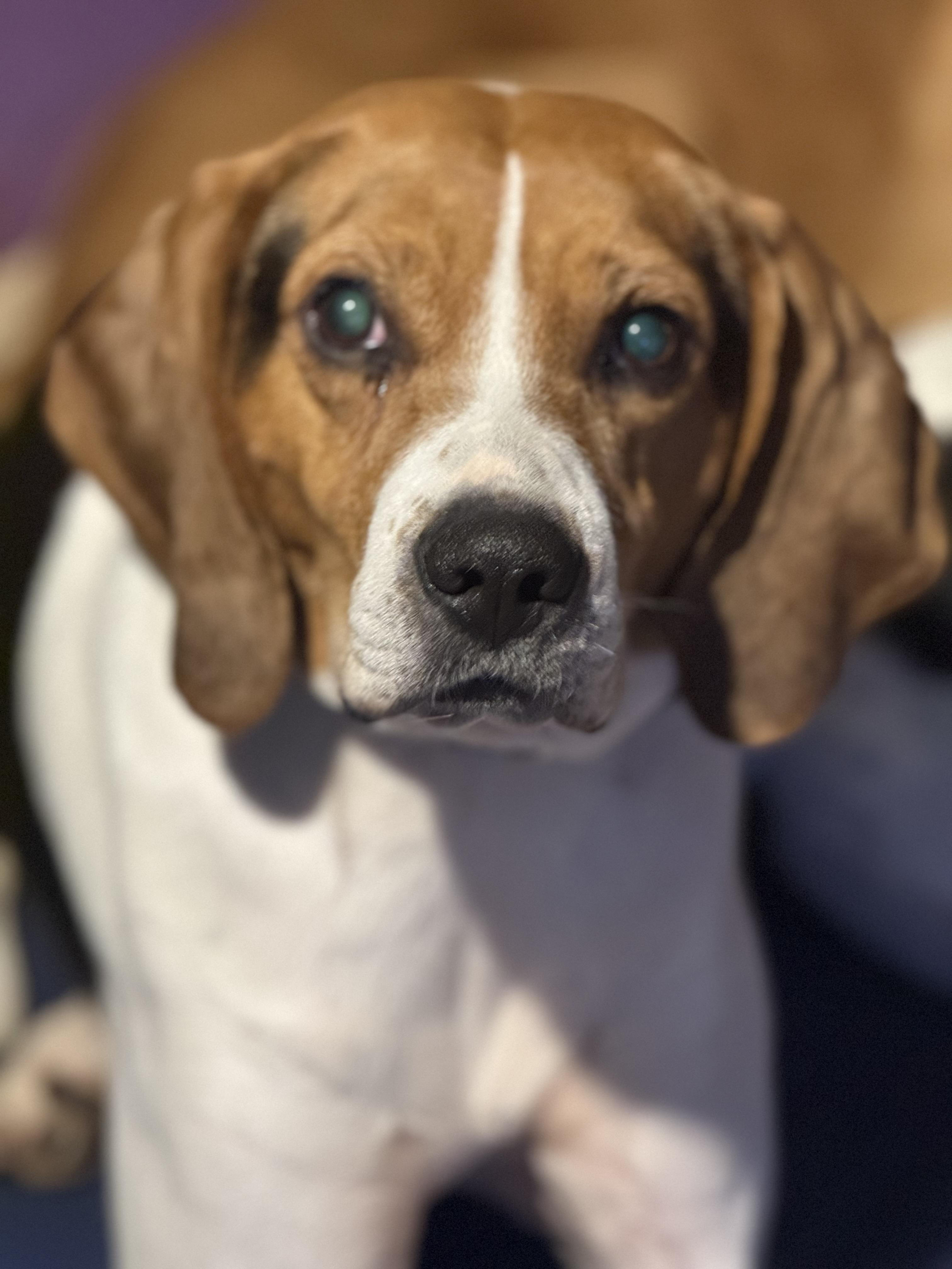 Barney — thumbnail 3