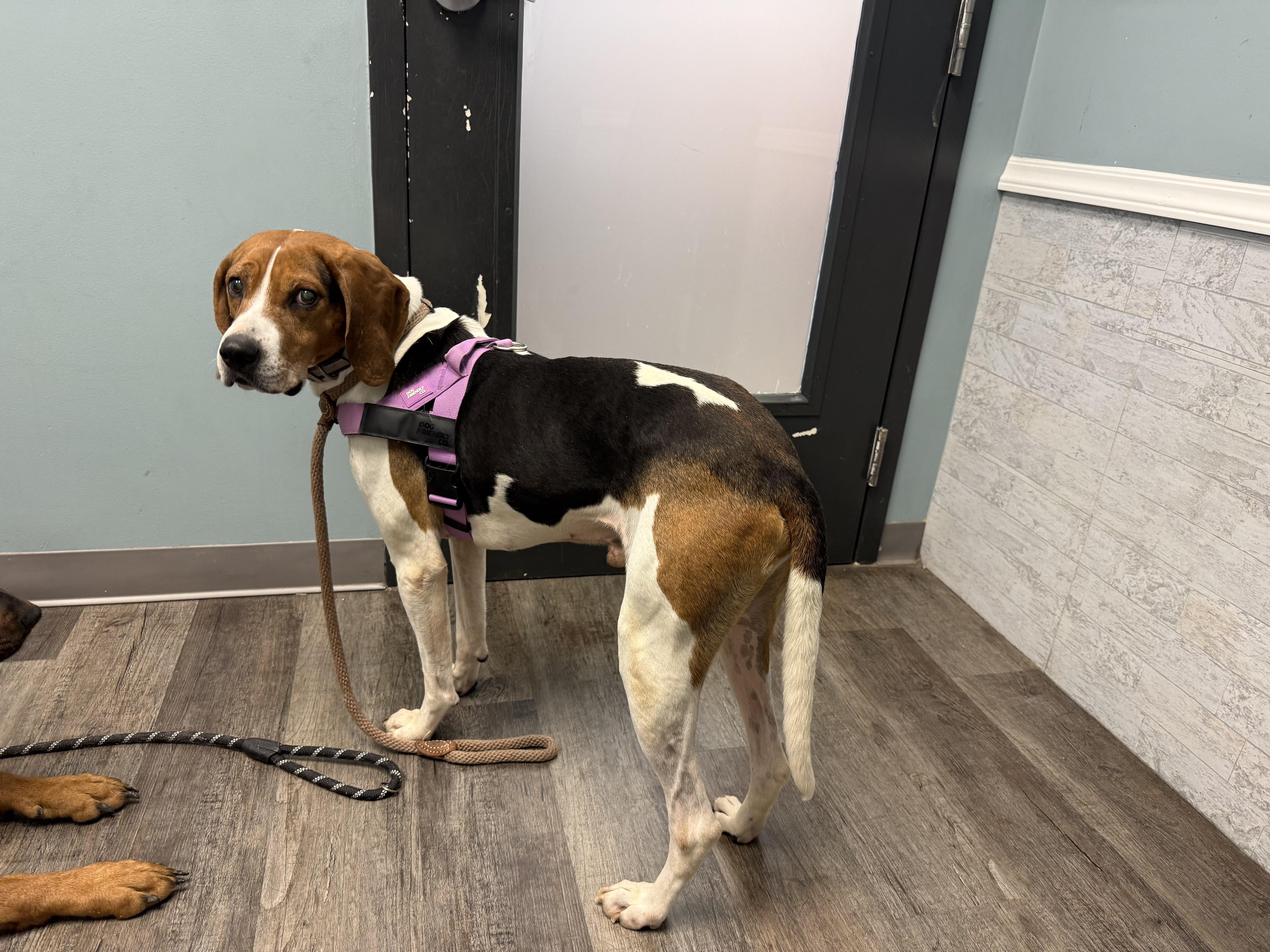 Barney — thumbnail 4