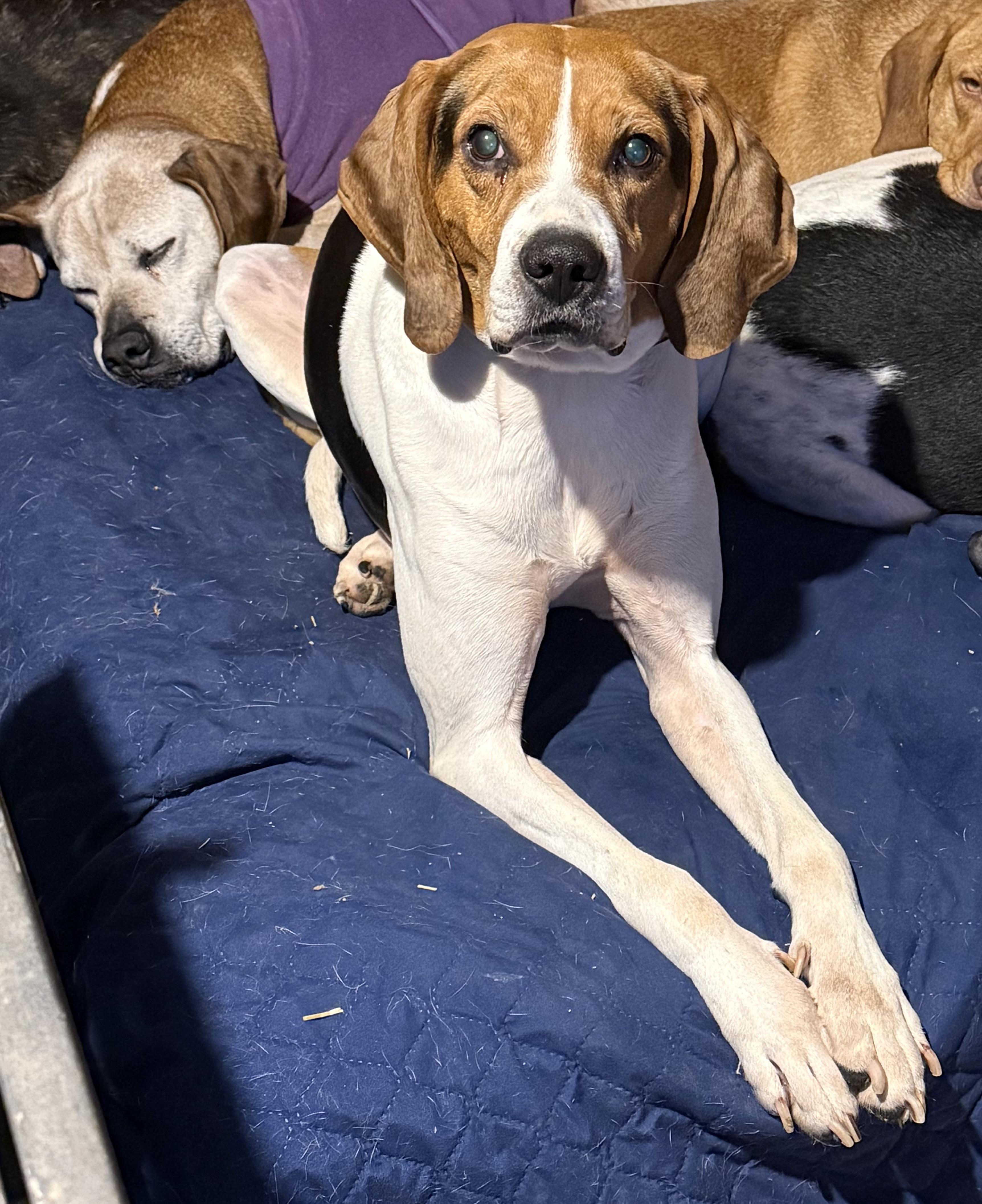 Barney — thumbnail 6