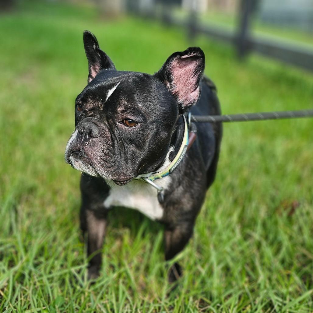 Enlarge Echo, a Adoptable French Bulldog in Cleveland, TX image 1/6