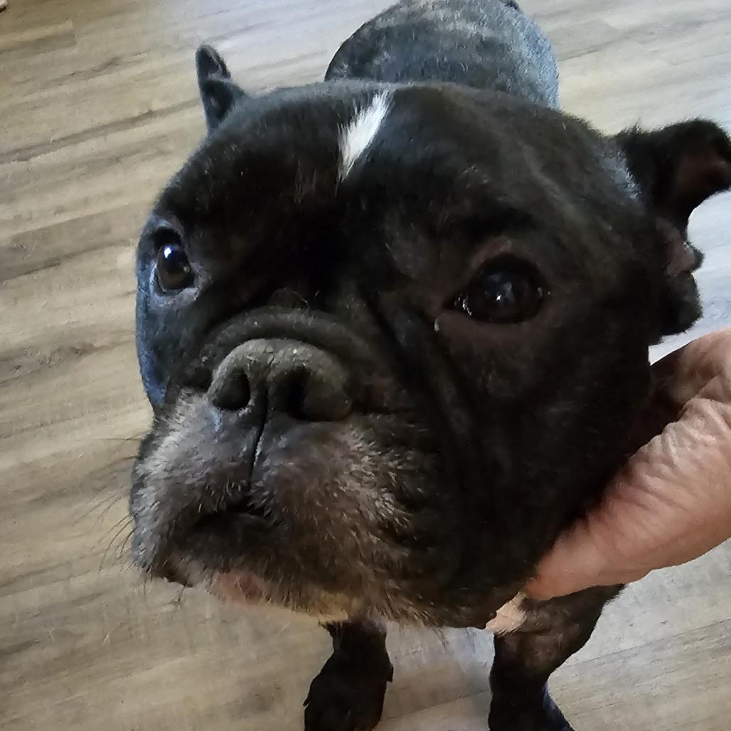 Enlarge Echo, a Adoptable French Bulldog in Cleveland, TX image 2/6
