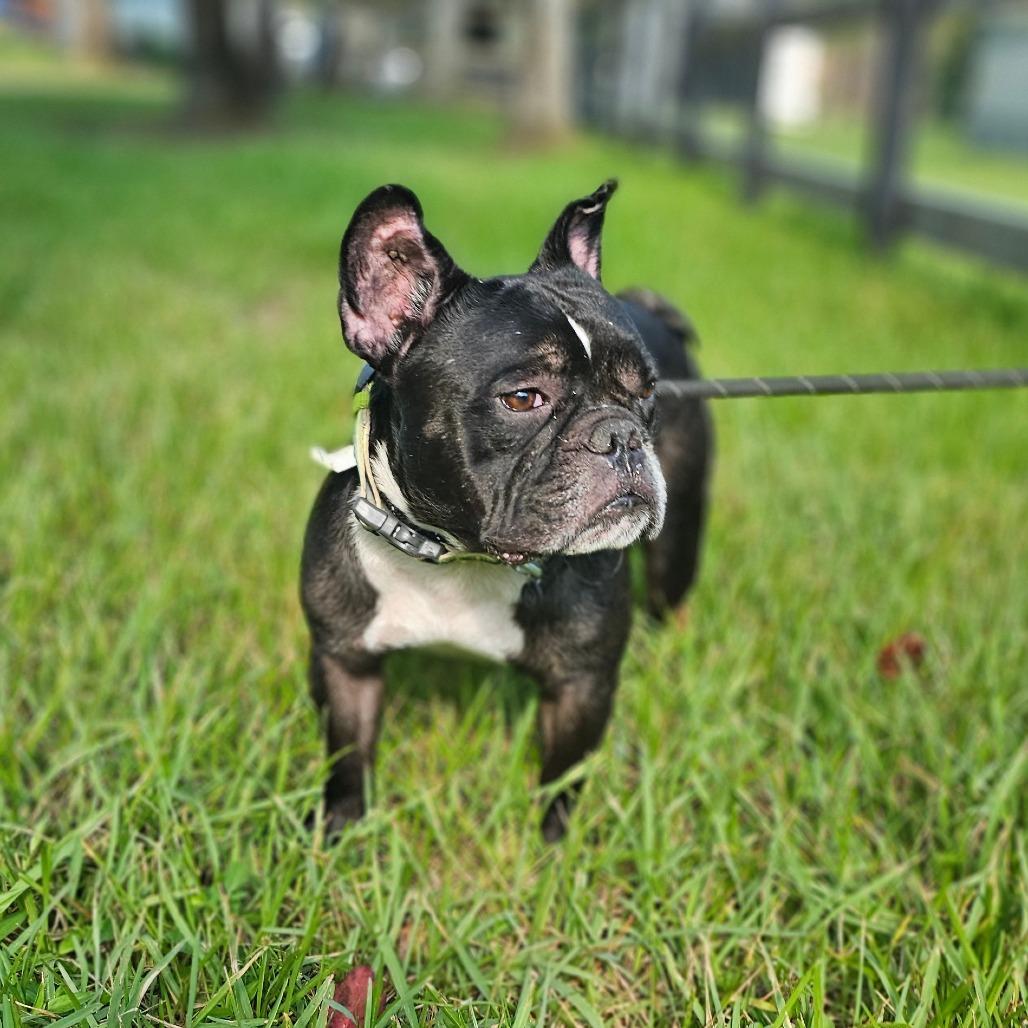 Enlarge Echo, a Adoptable French Bulldog in Cleveland, TX image 4/6