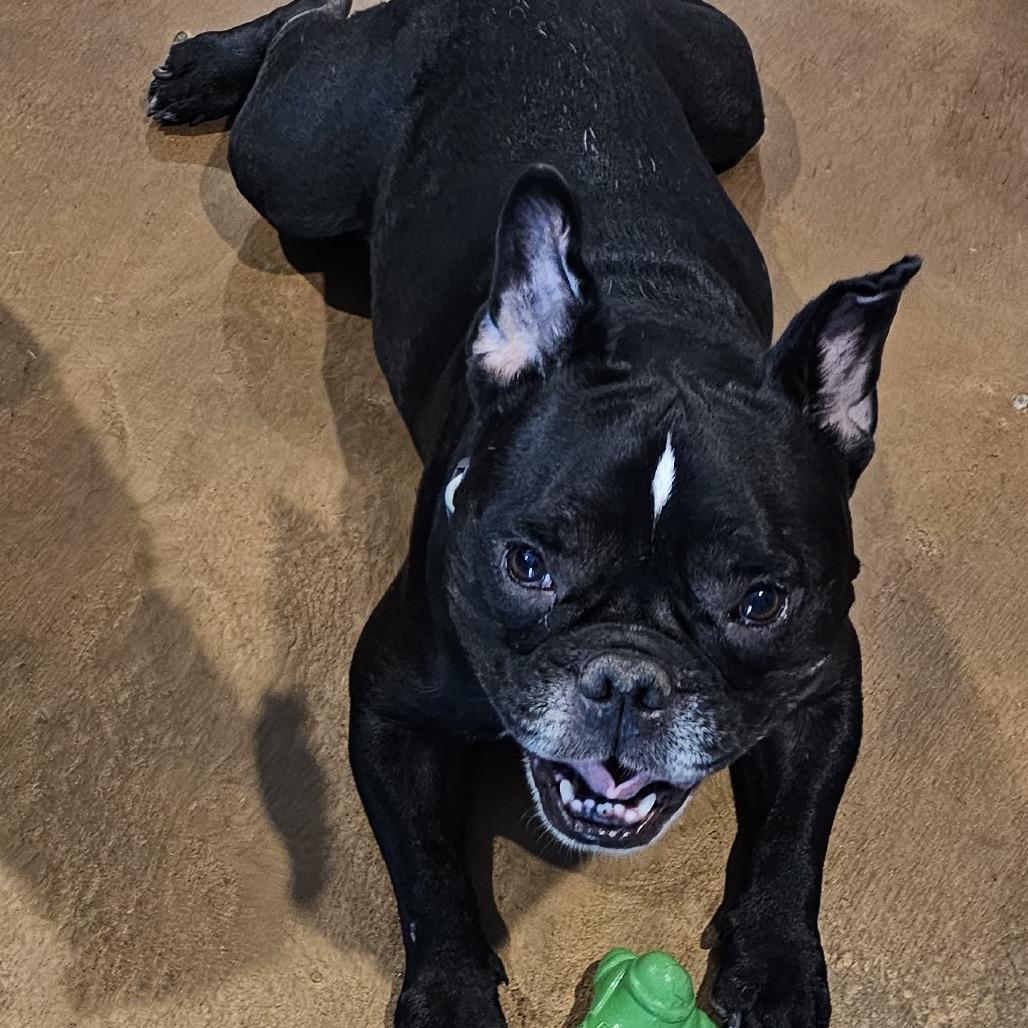 Enlarge Echo, a Adoptable French Bulldog in Cleveland, TX image 5/6