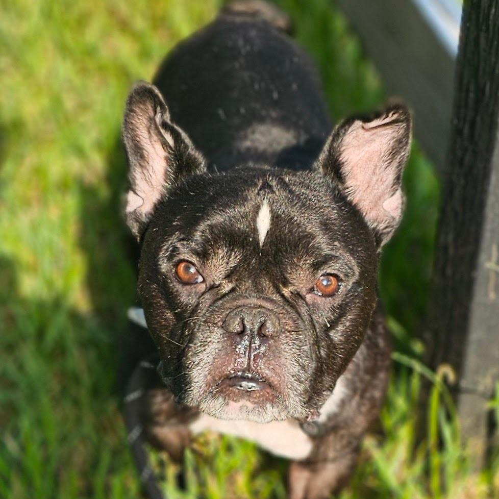 Enlarge Echo, a Adoptable French Bulldog in Cleveland, TX image 6/6
