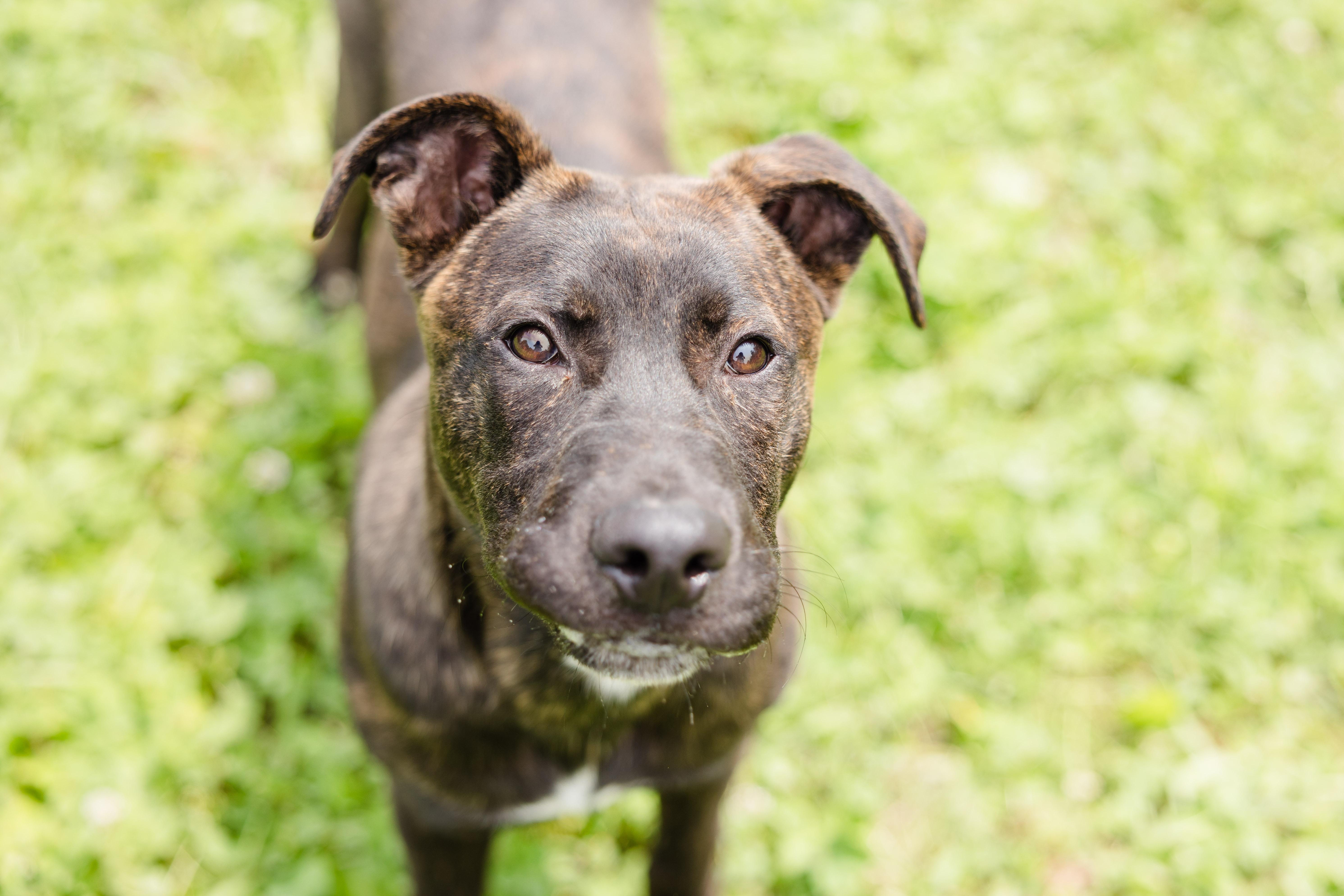Enlarge Stetson, a Adoptable mixed breed in Newburgh, IN image 4/6
