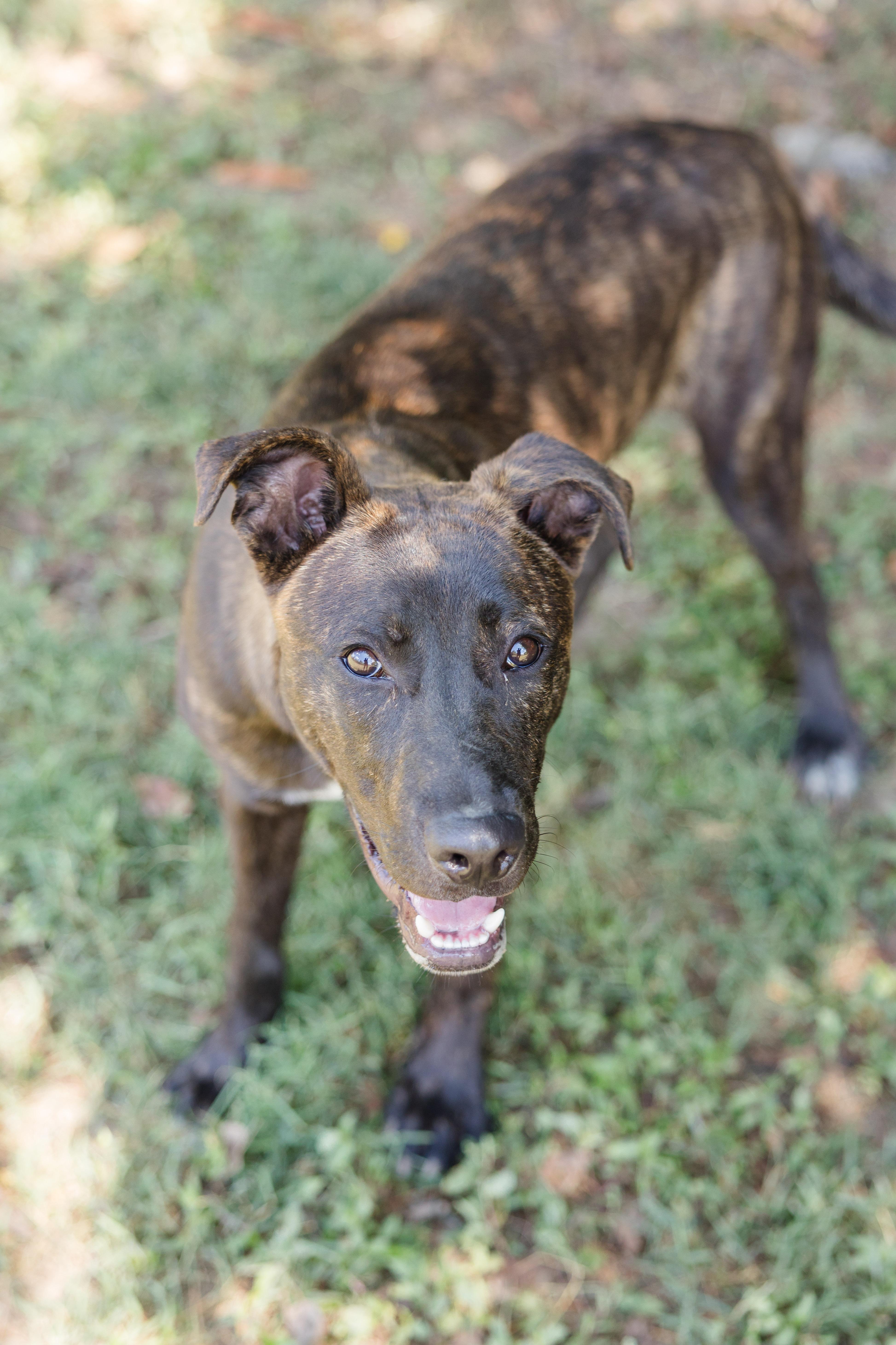 Enlarge Stetson, a Adoptable mixed breed in Newburgh, IN image 6/6