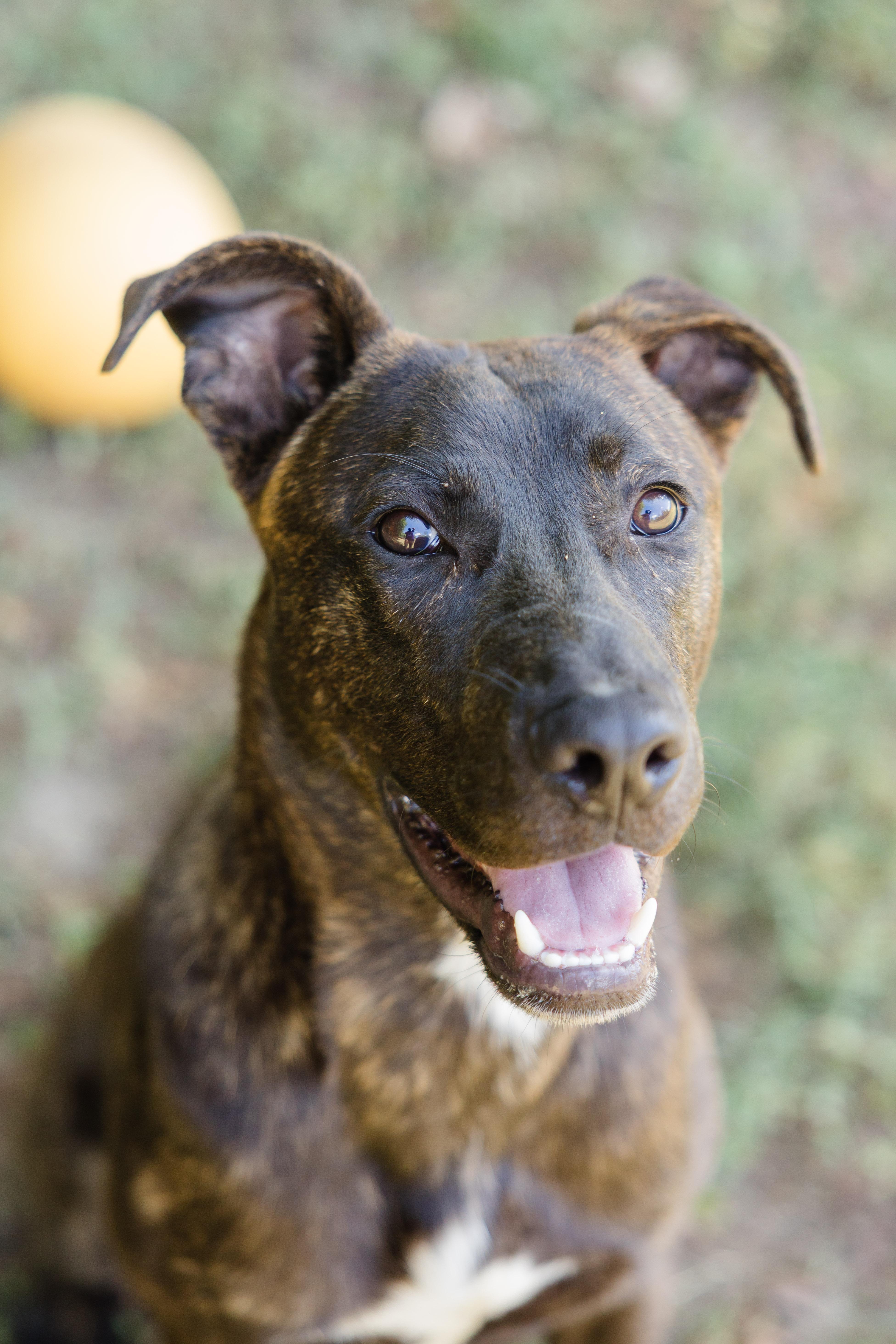 Enlarge Stetson, a Adoptable mixed breed in Newburgh, IN image 1/6
