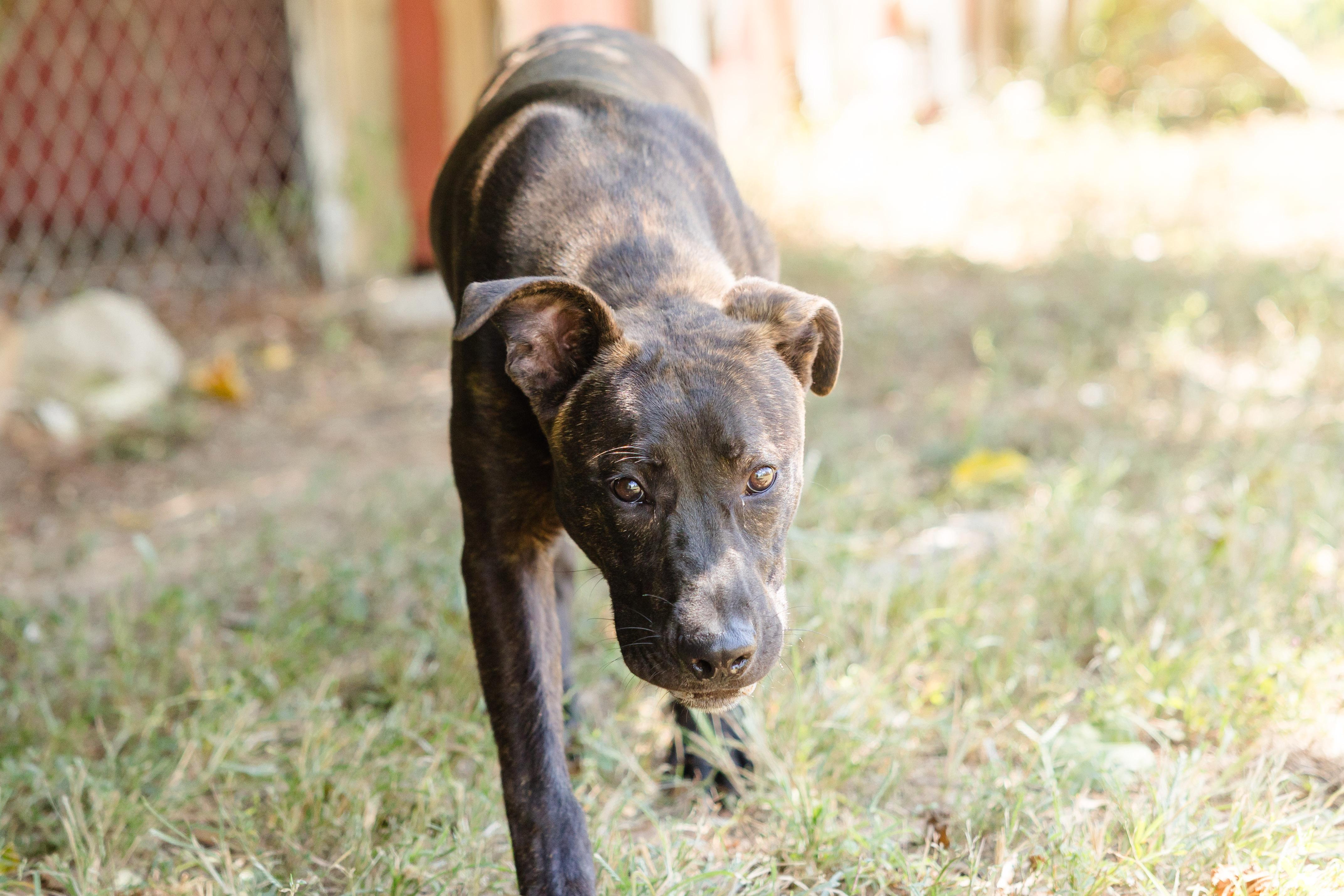 Enlarge Stetson, a Adoptable mixed breed in Newburgh, IN image 3/6